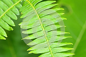 Close up view of a fern leaf