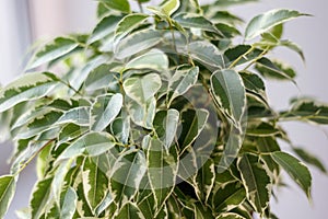 close up view of ficus benjamina kinky leaves.