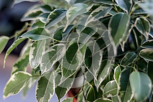 close up view of ficus benjamina kinky leaves. photo