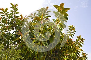 Close up view of Ficus elastica Roxb