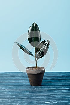 close up view of ficus plant in flowerpot on wooden surface