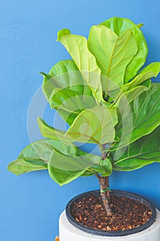 Close up view of Fiddle leaf fig, Ficus lyrata