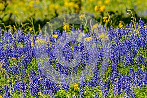 Close up View of a Field Blanketed with the Famous Texas Bluebonnet and Other Assorted Wildflowers photo