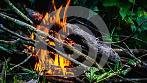 Close up view of fire burning the old dried tree branches and woods in the garden