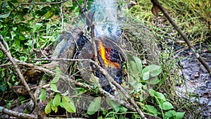 Close up view of fire burning the old dried tree branches and woods in the garden