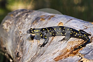 fire salamander