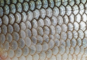 Close-up view of fish scales exhibiting a repeating pattern of