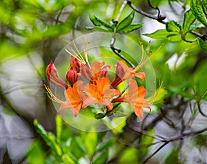 Close-up View of Flame Azalea Flowers