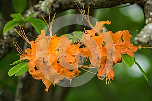 Close-up View of Flame Azalea Flowers â€“ Rhododendron calendulaceum