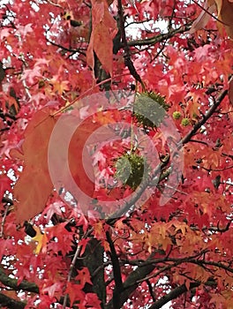 Close-up view of the flaming fall foliage and seed pods of Sweetgum photo