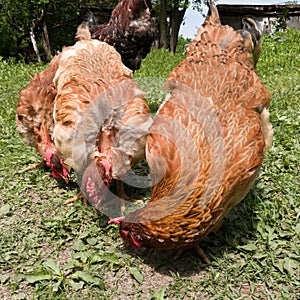 A close-up view of a flock of chickens grazing grass in the yard, organic poultry farming outdoors, a group of free-range birds in