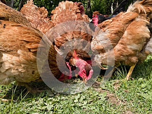 A close-up view of a flock of chickens grazing grass in the yard, organic poultry farming outdoors, a group of free-range birds in