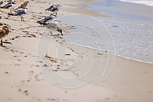 Close-up view of a flock of seagulls on a sandy beach of the Atlantic Ocean.