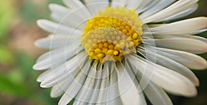 Close-up View of a Flower Head of Daisy in front of Colorful Background