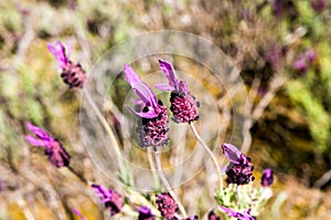 Close up view of flower Lavandula stoechas, Spanish lavender, topped lavender, French lavender, Cantueso