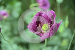 Close up view on flower of Papaver somniferum, beautifull poppy flowers