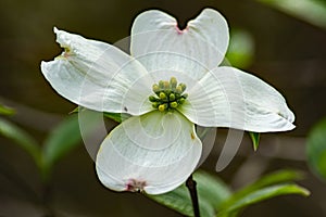 Close-up View of a Flowering Dogwood Flower - 2