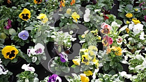 Close up view of flowering garden pansy plants growing in pots in greenhouse