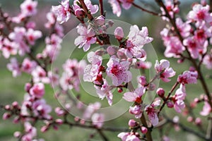 Close-up view of a flowering peach tree