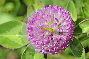 A close up view of a flowering red clover.