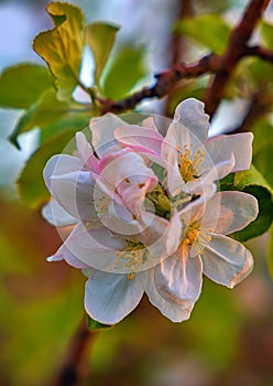 Close Up Spring Flower Blossoms