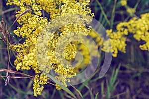 Close up view of flowers of galium verum