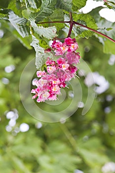 red horse-chestnut tree (aesculus carnea) blossom photo