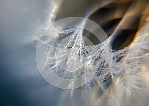 Fluffy dandelion fluff and dew drops, blurred details, close up