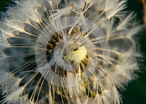 Fluffy dandelion fluff and dew drops, blurred details, close up