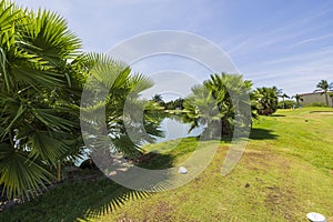 Close up view of fluffy palm trees on pond coast and blue sky covered with smoky white clouds background.