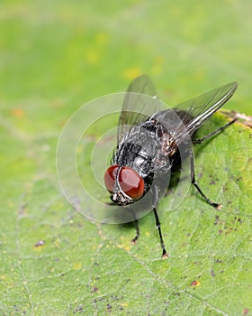 Close up view of Fly on a green leaf