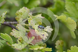 Close up view of a fly on a leaf of gooseberry bush. Beautiful nature backgrounds