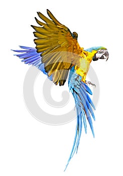 Close-up view of a flying Blue-and-yellow macaw, isolated on white background
