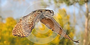 Close-up view of a flying Eurasian eagle-owl