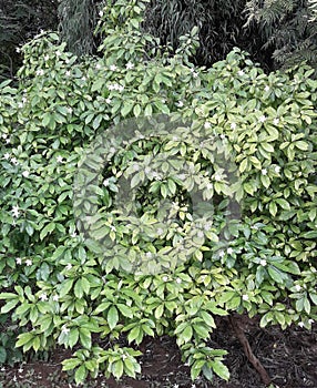 Close-up view of the foliage of crape jasmine plant