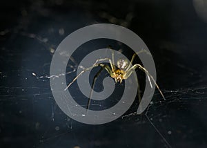 Close up view of Forest spider weaving a web on a dark blue background