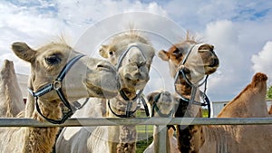 Close-up view of four curious camels