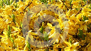 Close-up view of fresh bush with yellow leaves in springtime