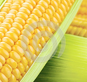 Close-up view of fresh corn