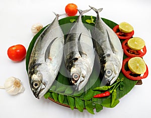 Close up view of fresh Finletted Mackerel Fish Torpedo Scad Fish decorated with curry leaves , tomato,lemon slice and herbs on a