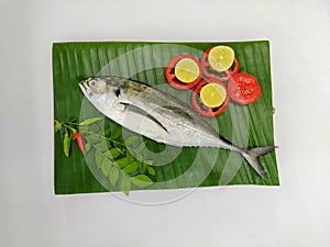 Close up view of fresh Finletted Mackerel Fish Torpedo Scad Fish decorated with curry leaves , tomato,lemon slice and herbs .