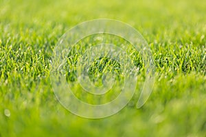 Green grass texture close up view photo