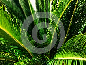 Close-up view of fresh green palm tree leaf.