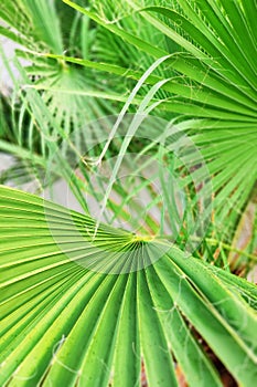 Close-up view of fresh green palm tree leaf.