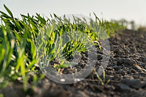 Close up view of fresh green winter crops sprouts in spring