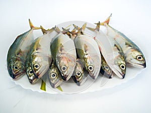 Close up view of  Indian Mackerel Fish on a white plate.White background photo