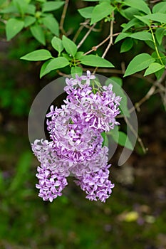Close up view of fresh purple flower blossoms on a Chinese lilac bush