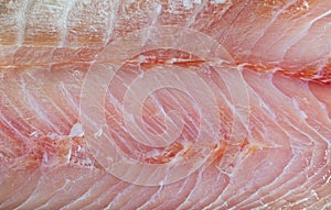 Close up view of fresh raw fillet of sea perch fish