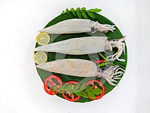 Close up view of fresh raw whole cleaned Loligo Squid (Loligo Duvauceli) decorated with curry leaves