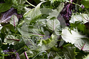 Close up view of fresh salad mix leaves, healthy organic food ingredients